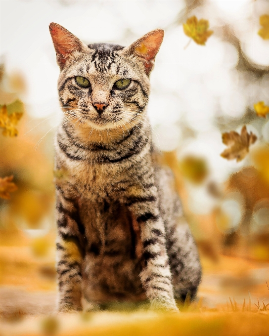 Katze säugetier wirbeltier
 kleine bis mittelgroße katzen
