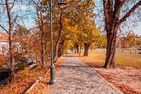 Tree nature leaf natural landscape Photo