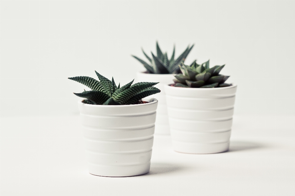 Vaso de flores branco planta casa plantar