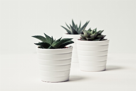 Flowerpot white houseplant plant Photo