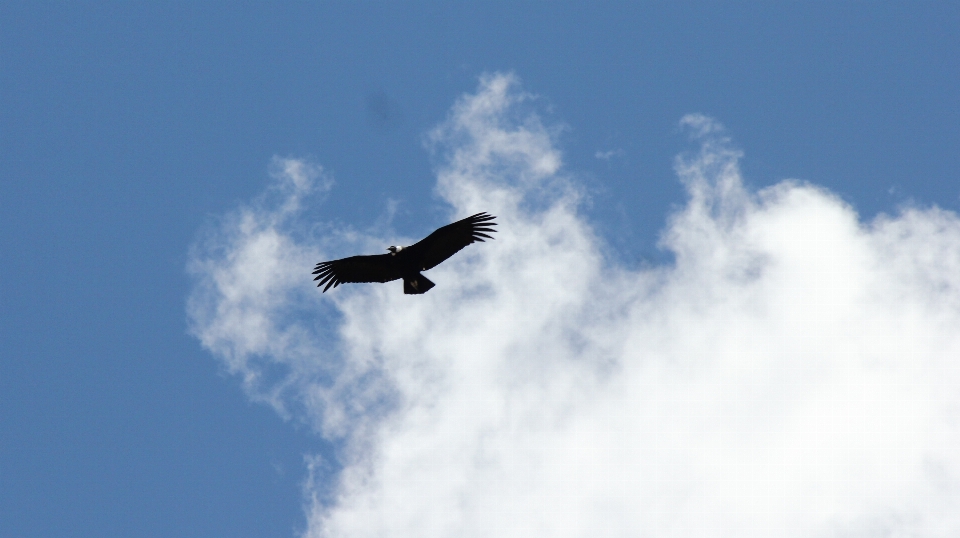 Condor uccello cielo rapace
