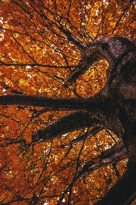 Foto Albero foglia ramo deciduo
