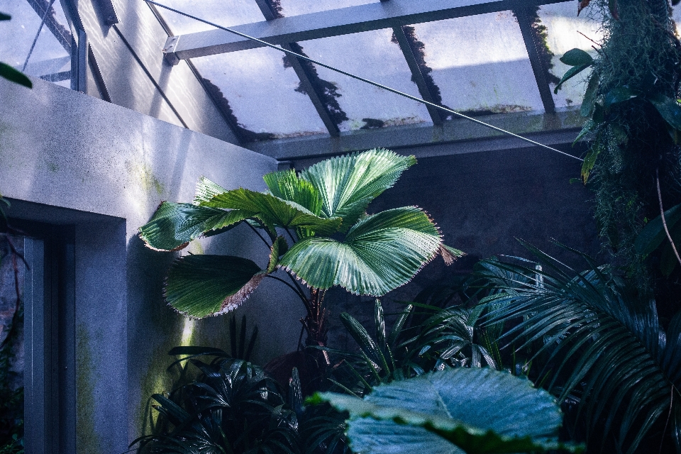 Folha vegetação verde botânica
