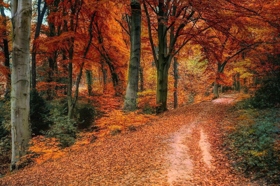 木 自然の風景
 自然 葉