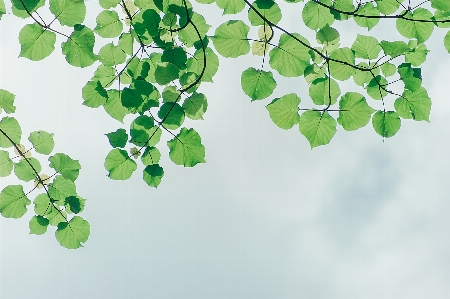 Green leaf branch plant Photo