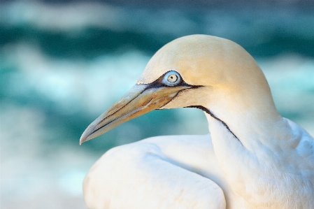 Bird vertebrate beak northern gannet Photo