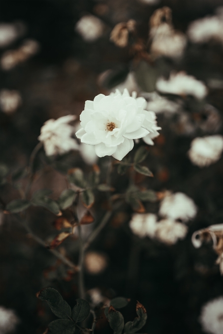 Blanco flor pétalo planta