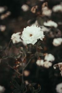 Photo Blanc fleur pétale usine