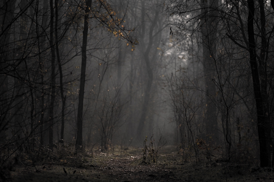 Foresta natura albero fenomeno atmosferico
