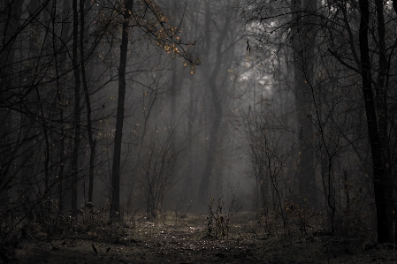 Foto Foresta natura albero fenomeno atmosferico
