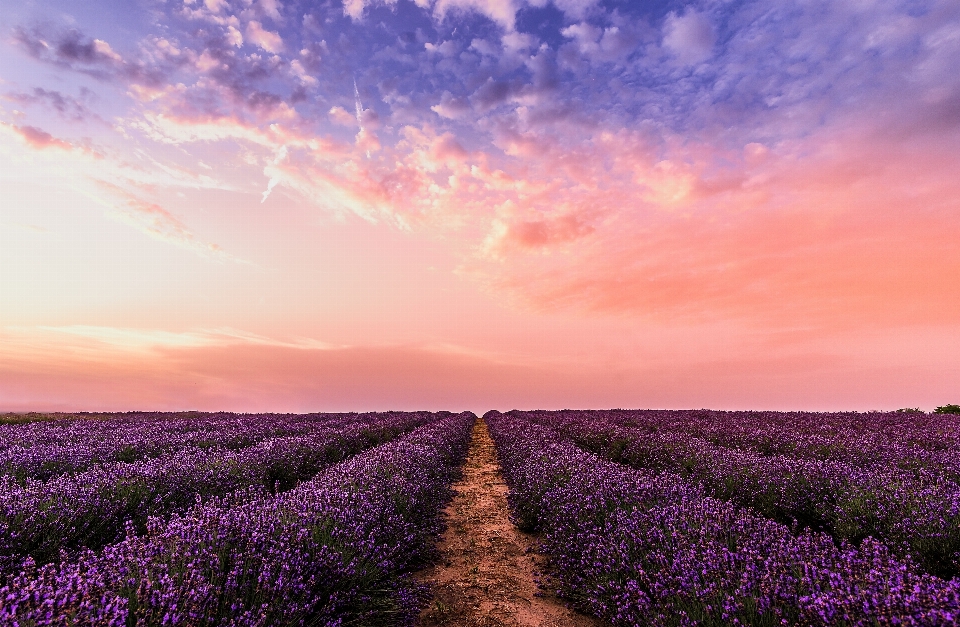 Sky lavender flower purple