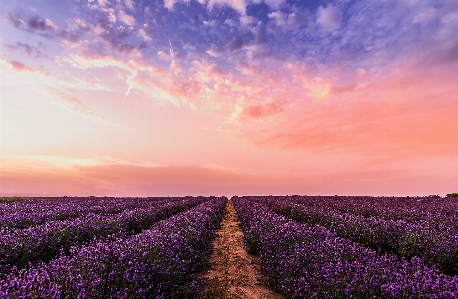 Sky lavender flower purple Photo