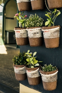 Flowerpot houseplant plant herb Photo