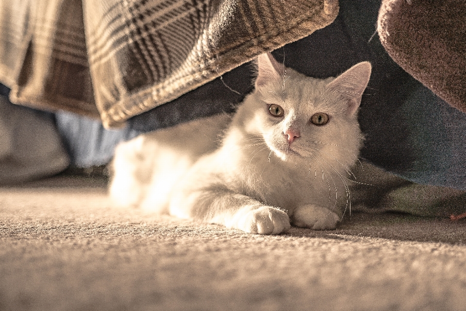 Gato mamífero vertebrado
 gatos de pequeno a médio porte
