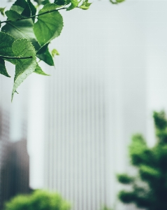 Green leaf plant houseplant Photo