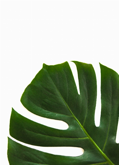 Leaf green banana monstera deliciosa