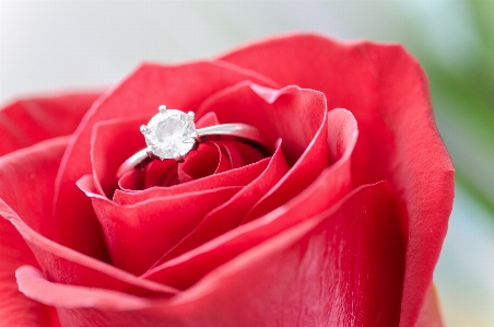 Garden roses red petal flower Photo