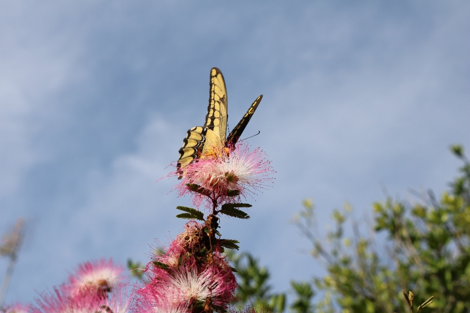 Kwiat owad zakład motyl