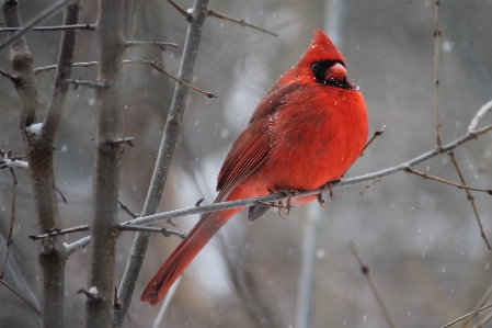 Bird vertebrate beak northern cardinal Photo