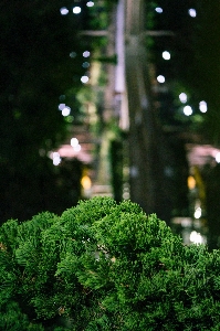 Green vegetation tree light Photo