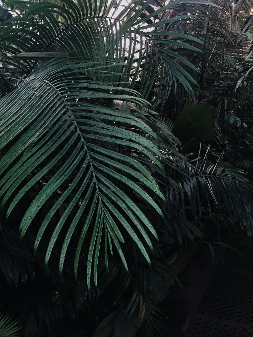 植生 木 ヤシの木 陸上植物
