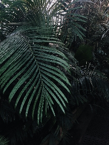 Foto Tumbuh-tumbuhan pohon palem tanaman terestrial
