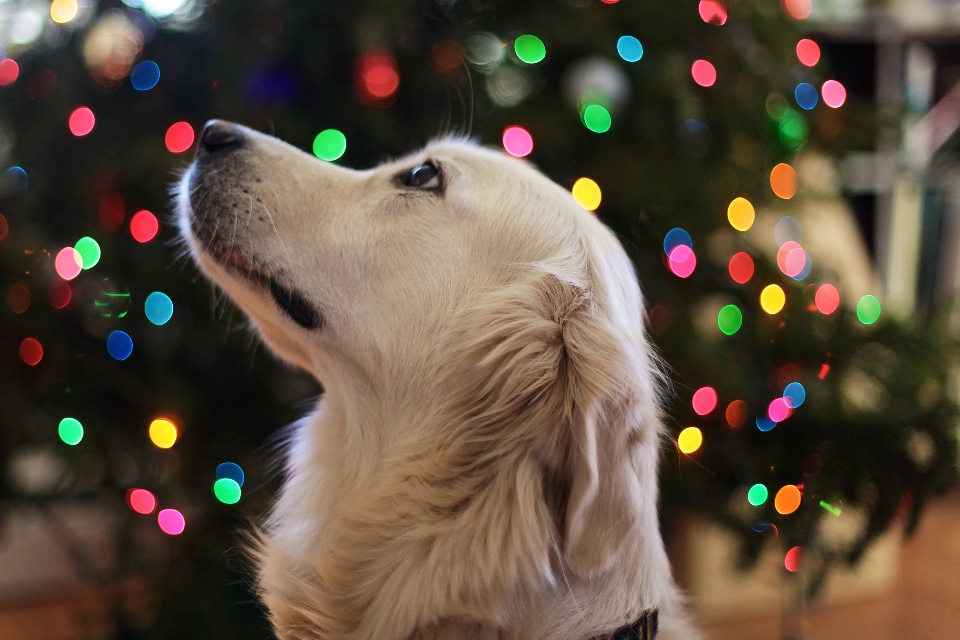 Cachorro raça de cachorro
 canídeos
 golden retriever
