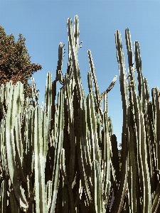 Foto Plantar botânica
 cacto
 saguaro
