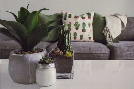 Flowerpot houseplant plant room Photo