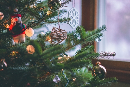 Christmas tree oregon pine Photo