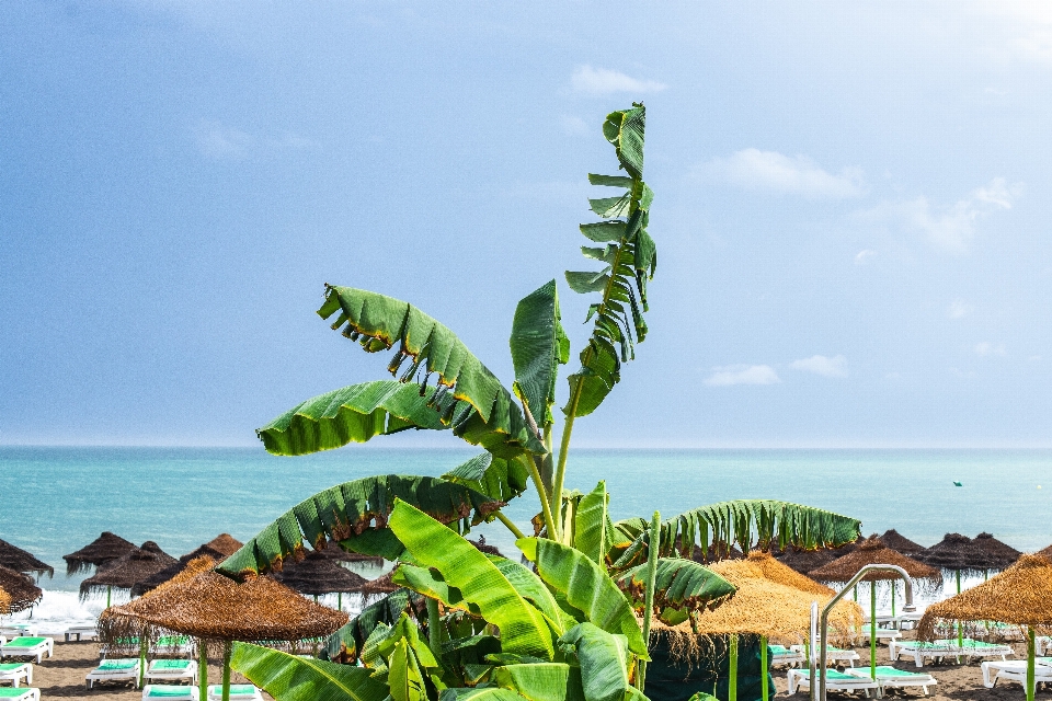 Vegetation blue sky sea