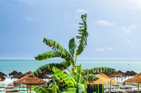 Foto Tumbuh-tumbuhan biru langit laut