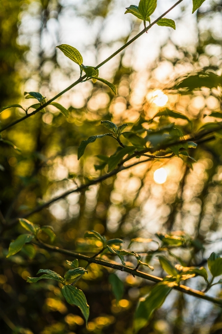 Zweig blatt baum grün