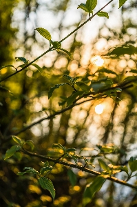 Zweig blatt baum grün Foto