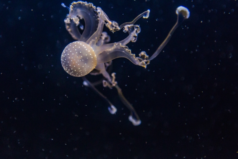 Marine invertebrates organism sky jellyfish