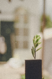 White green flower plant Photo