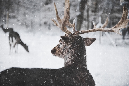 Snow winter wildlife deer Photo