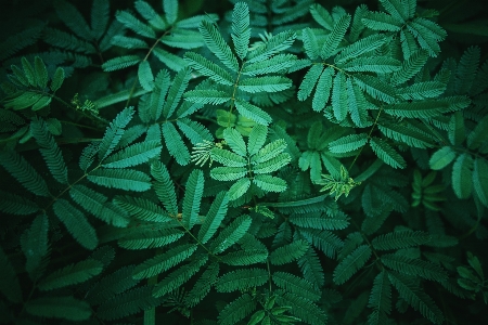 Leaf green plant flower Photo