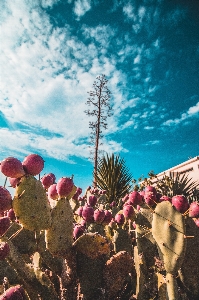 Foto Cacto
 céu figo bárbaro
 vegetação