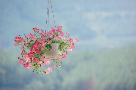 Pink flower daytime sky Photo