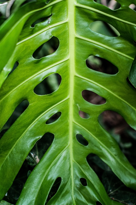 Feuille monstera délicieuse
 vert plante terrestre
