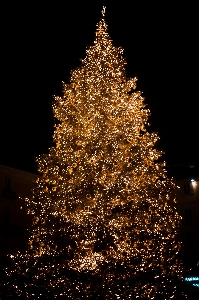 Foto Albero di natale decorazione natalizia
 luci natale
