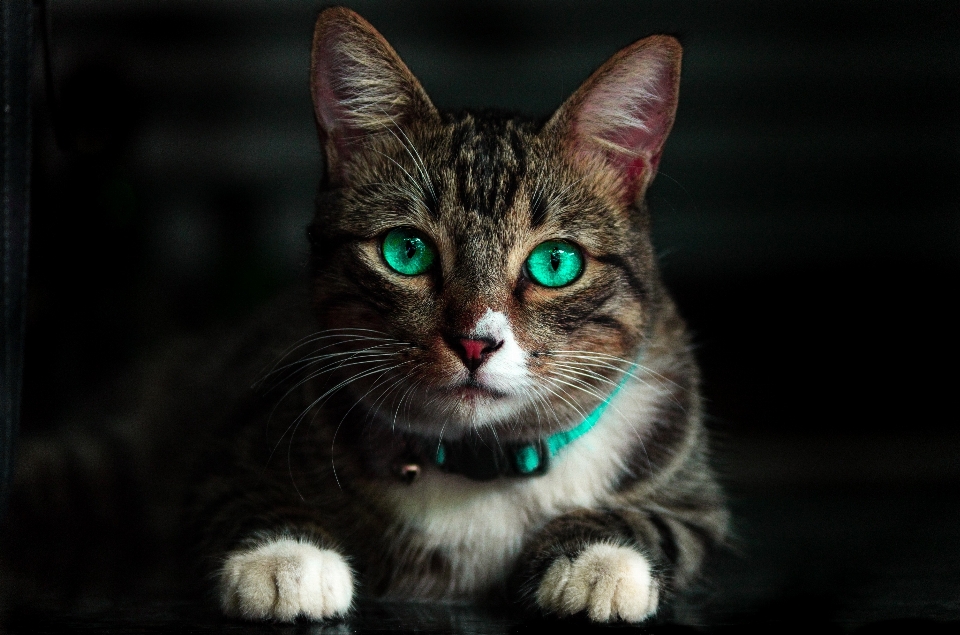 Gato bigotes
 mamífero gatos pequeños a medianos
