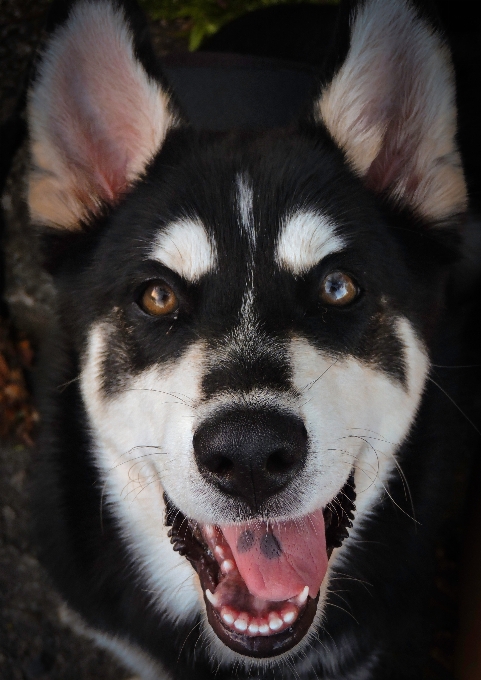 Köpek memeli omurgalı
 sibirya kurdu
