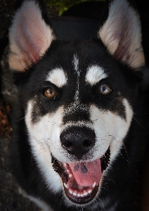 Foto Anjing mamalia bertulang belakang
 siberian husky
