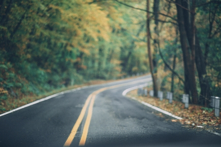 Road nature natural landscape leaf Photo