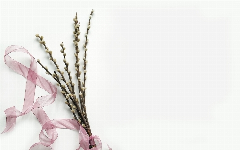 Pink twig branch plant Photo