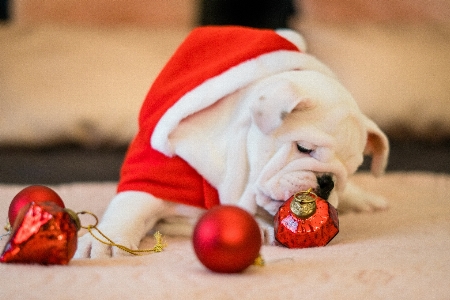 Köpek köpekgiller
 türü
 christmas eve Fotoğraf