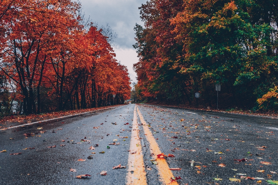 Feuille arbre route automne