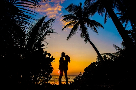 Photo Ciel arbre palmier silhouette